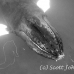 whale_humpback_h_00213_dom3613rvbw.jpg